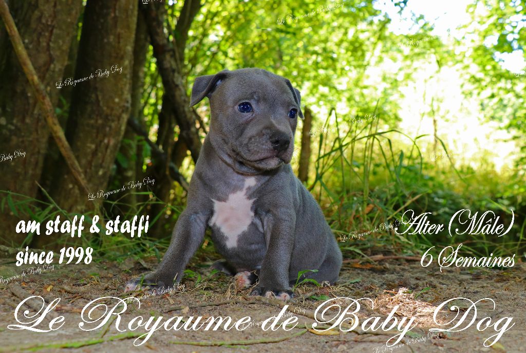 Du Royaume De Baby Dog - Chiots disponibles - Staffordshire Bull Terrier