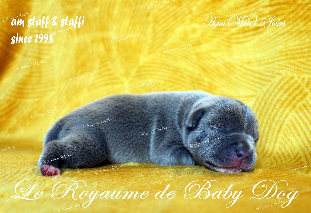 Du Royaume De Baby Dog - Chiots disponibles - Staffordshire Bull Terrier