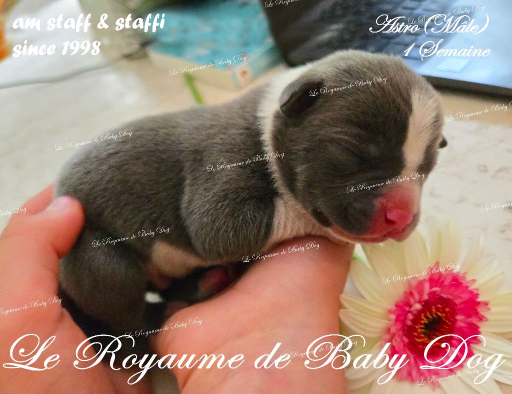 Du Royaume De Baby Dog - Chiots disponibles - American Staffordshire Terrier