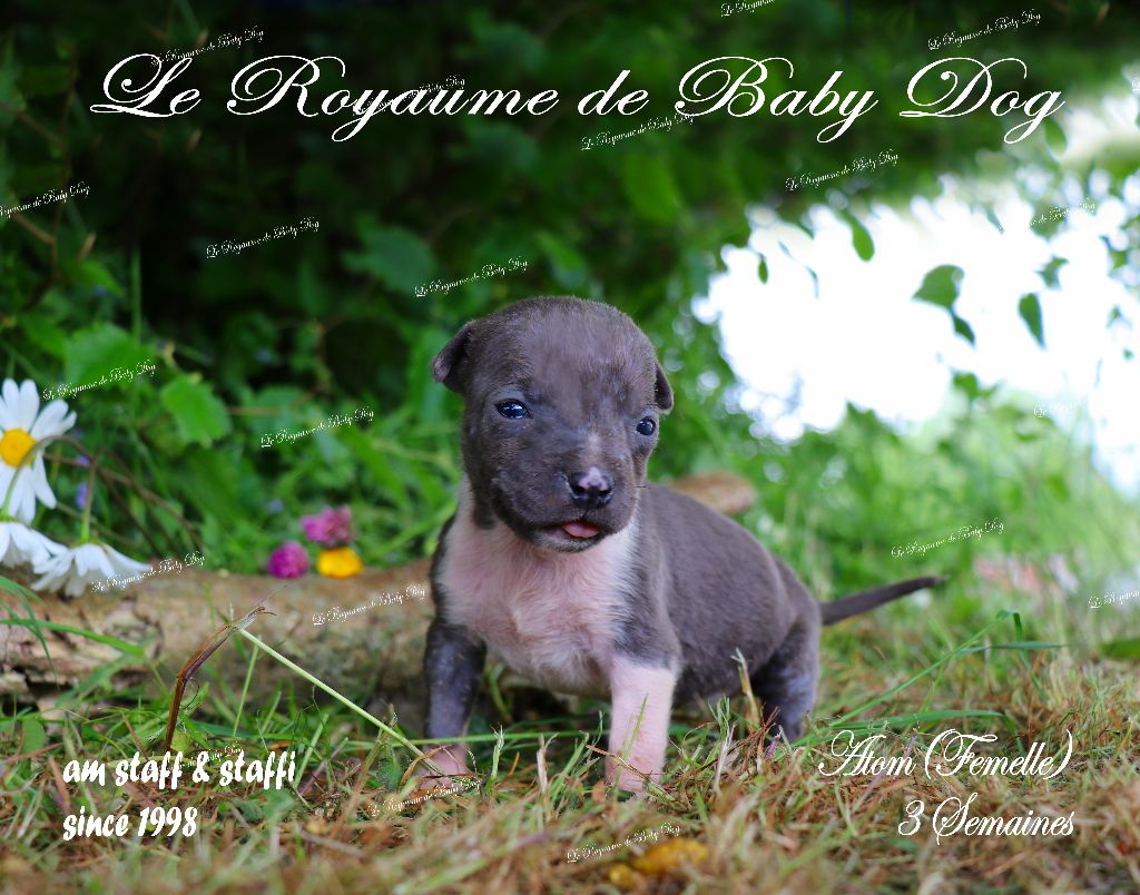 Du Royaume De Baby Dog - Chiots disponibles - American Staffordshire Terrier