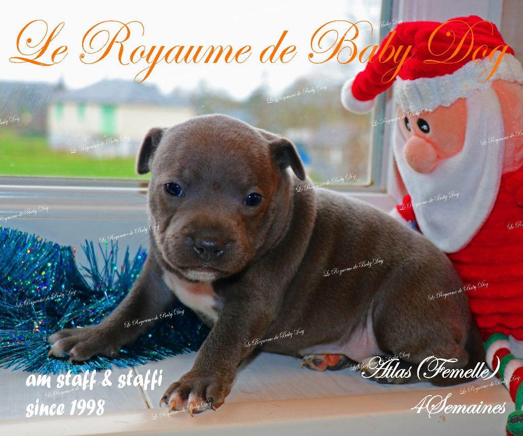 Du Royaume De Baby Dog - Chiots disponibles - Staffordshire Bull Terrier
