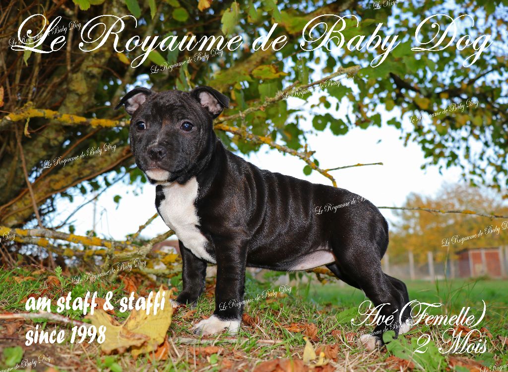 Du Royaume De Baby Dog - Chiots disponibles - Staffordshire Bull Terrier