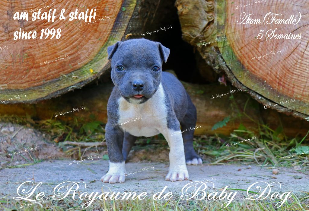 Du Royaume De Baby Dog - Chiots disponibles - American Staffordshire Terrier