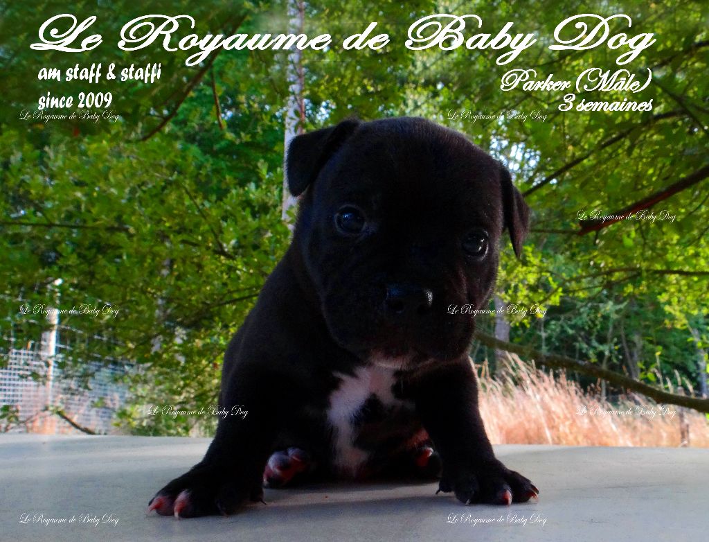 Du Royaume De Baby Dog - Staffordshire Bull Terrier - Portée née le 12/07/2019