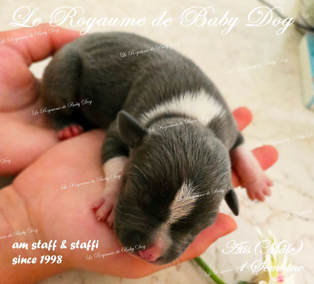 Du Royaume De Baby Dog - Chiots disponibles - American Staffordshire Terrier