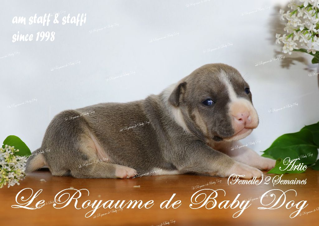 Du Royaume De Baby Dog - Chiots disponibles - American Staffordshire Terrier