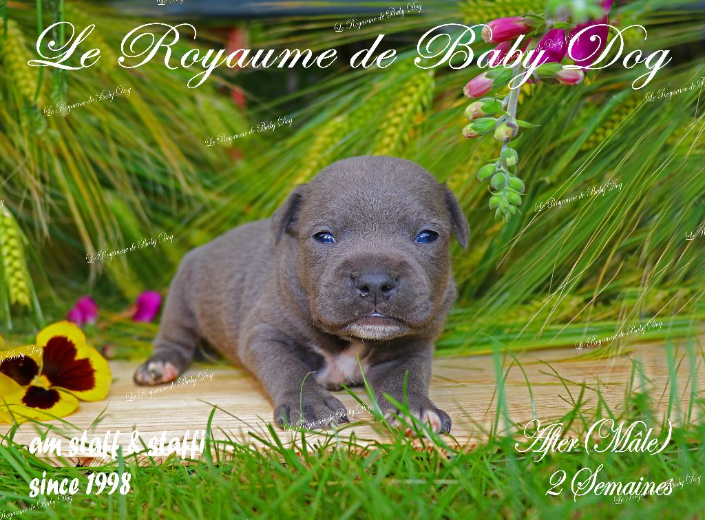 Du Royaume De Baby Dog - Chiots disponibles - Staffordshire Bull Terrier