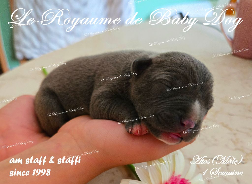 Du Royaume De Baby Dog - Chiots disponibles - American Staffordshire Terrier